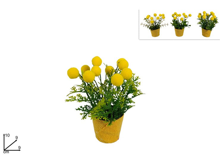 PIANTINA C MIMOSA